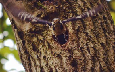 Our Great Spotted Woodpecker residents!